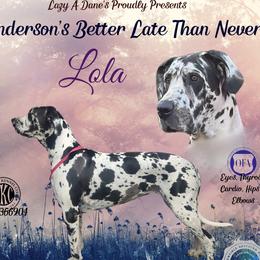 Lola - Great Dane