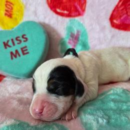 Boy 1 - Black white and brown male Basset Hound puppy in Denison, Texas from Emma Lou's Baby Bassets