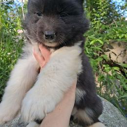 Cross - Black female Siberian Husky puppy in West Liberty, Ohio from Skyfallsiberians