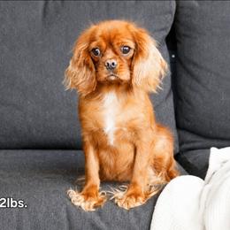 Queen - Cavalier King Charles Spaniel