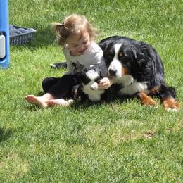 Aussiedoodle, Bernedoodle, Bernese Mountain Dog, Cavapoo, Poodle, and Sheepadoodle Puppies from Draper Mountain Doodles