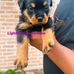 Light Purple Female - Black and mahogany female Rottweiler puppy in Humble, Texas from Inexorable Haus Early Rotts