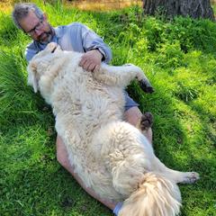 Aussiedoodles and Polish Tatra Sheepdogs from Abbott Family Farm