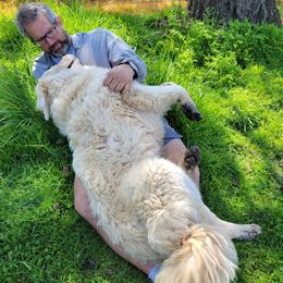 Aussiedoodles and Polish Tatra Sheepdogs from Abbott Family Farm