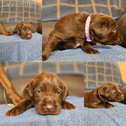 Lavender Collar - Chocolate female Labrador Retriever puppy in Boyd, Minnesota from Lindley Labradors