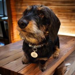 Jimmy Dean - Dachshund