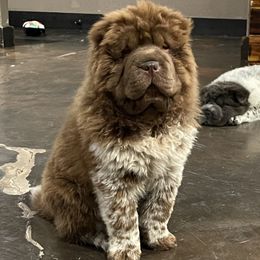 Chinese Shar-Pei Puppies from SNK Shar-Pei