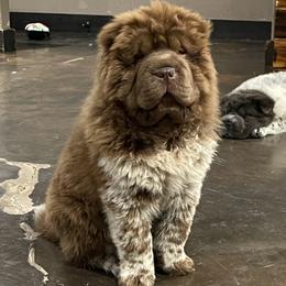 Chinese Shar-Pei Puppies from SNK Shar-Pei