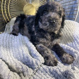 Labradoodle Puppies from Honey Doodle Farm