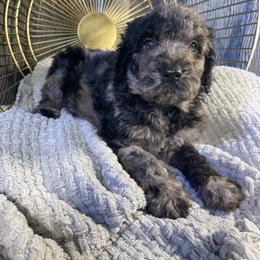 Labradoodle Puppies from Honey Doodle Farm