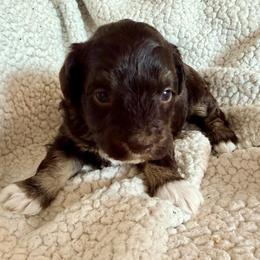 Rey - Liver female Miniature Schnauzer puppy in Warrenton, Oregon from Larsen’s Adorable Pups