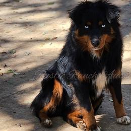 Australian Shepherds and Dachshunds from Lil’ Town Aussies