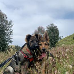 German Shepherd Puppies from Four Pines Ranch