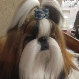Shih Tzu All Grown Up from Sabar Shih-tzu