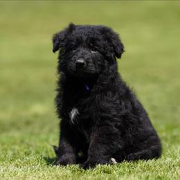 Purple Ribbon - Black female German Shepherd puppy in Howard City, Michigan from Sherman's Shepherds