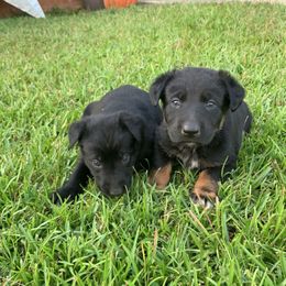 Belgian Malinois and Working Cross Puppies from L G Kennels