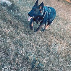 German Shepherd Puppies from JCR Kennels