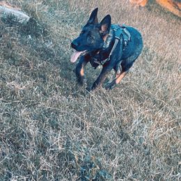 German Shepherd Puppies from JCR Kennels
