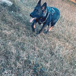 German Shepherd Puppies from JCR Kennels