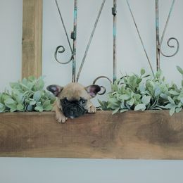 French Bulldog Puppies from Haas Frenchies LLC