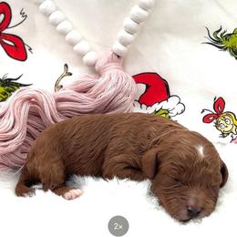 Martha May - Red female Cavapoo puppy in Utah County, Utah from Cascade Springs Doodles