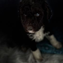 Boy 6 - Aussiedoodle puppy in Leitchfield, Kentucky from Salt River Kennels