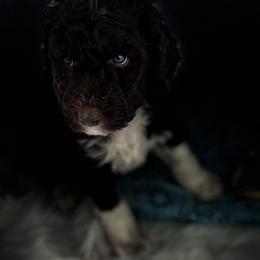 Boy 6 - Aussiedoodle puppy in Leitchfield, Kentucky from Salt River Kennels