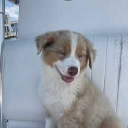 Australian Shepherd Puppies from Paint Valley Australian Shepherds