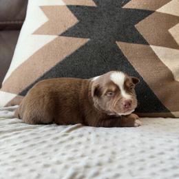 Miracle - Red tri male Miniature Australian Shepherd puppy in Cody, Wyoming from Quartz Creek Aussies