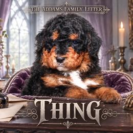 Boy 5 - male Bernedoodle puppy in Westminster, South Carolina from Goldendoodlepuppiessc