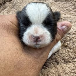 Merlin - Gold and white female Shih Tzu puppy in West Palm Beach, Florida from Must Be Love