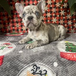Companion Cross, French Bulldog, Goldendoodle, Pomeranian, and Yorkshire Terrier Puppies from Dbos Furry Friends