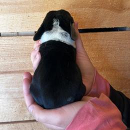 Male 4 - Black brown and white male Basset Hound puppy in Lindley, New York from Hill Top Basset Hounds & Cane Corso