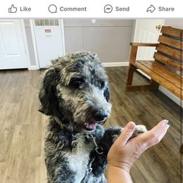 Phe - Bernedoodle