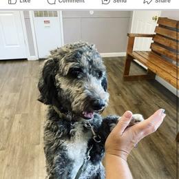 Phe - Bernedoodle