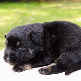 German Shepherd Puppies from Royalty German Shepherds