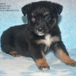 Marvel - Black tri male Miniature Australian Shepherd puppy in Patterson, North Carolina from DreamLine Aussies