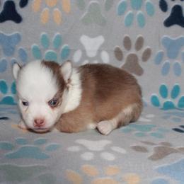 Crimson - Red and white female Pomsky puppy in Clarkston, Utah from Red Rock Ranch Breeders