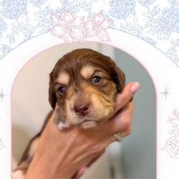 Girl 1 - Chocolate and cream female Dachshund puppy in Laurel, Mississippi from Kissinger Dachshunds