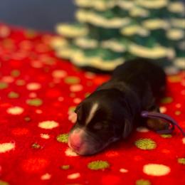 Purple - Tri-color female Bernedoodle puppy in Casper, Wyoming from 307 Doodles