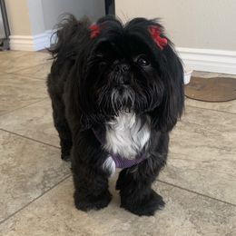 Minnie - Shih Tzu