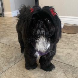 Minnie - Shih Tzu