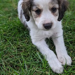 Companion Cross Puppies from Mandala Dogs