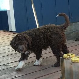 Lagotto Romagnolo Puppies from Stan and Merrie's Lagotto Romagnolo