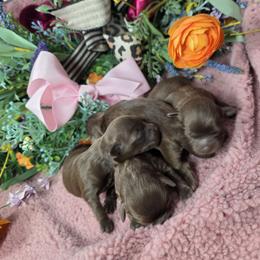 Girl 1 - Brown female Shihpoo puppy in Delphos, Ohio from Route 66 Poodles & Doodles, Sapphire Shih-tzu's of Ohio
