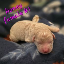 Honey - Apricot female Aussiedoodle puppy in Redding, California from House Merrills Minis and Doodles