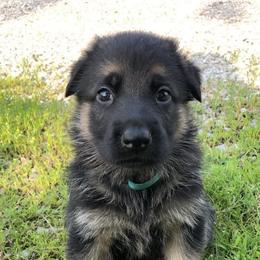 German Shepherd Puppies from Von Brightknight