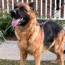 Aura - German Shepherd