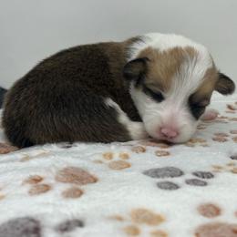 Lincoln - Sable male Pembroke Welsh Corgi puppy in Waco, Texas from The Comma Corgis