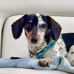 Dachshunds from Larsh L❤️VE Miniature Dachshunds